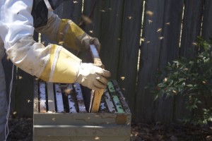 Beekeeping Brood Frame