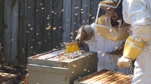 Beekeeping