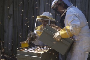Beekeeping Honey Super