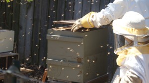 Bee Hive Top Board