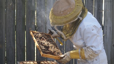 Bee Hive Brood Check