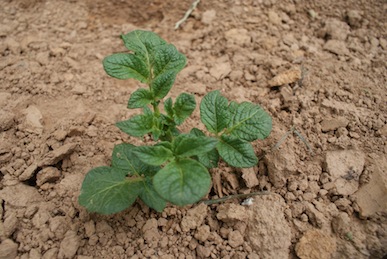 potato-plant