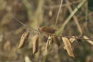 hairy-vetch-seed-pods