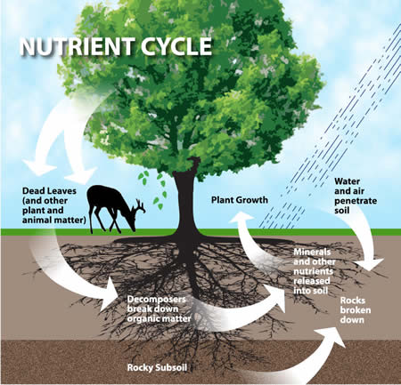 nutrient-cycle