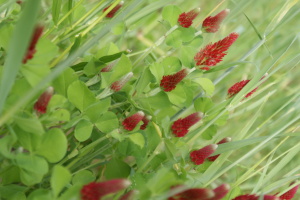 Crimson clover grows amidst winter rye.