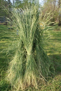 Harvest and dry winter rye in the late Spring for use as a weed suppressor in your Summer garden.