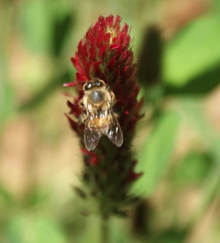Honeybee on Red Clover