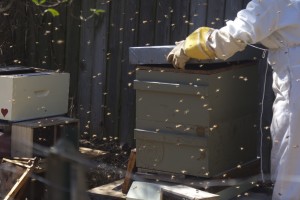 Outer Cover Bee Hive