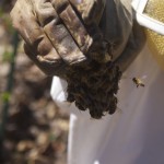 Beekeeping Queen Honeybee