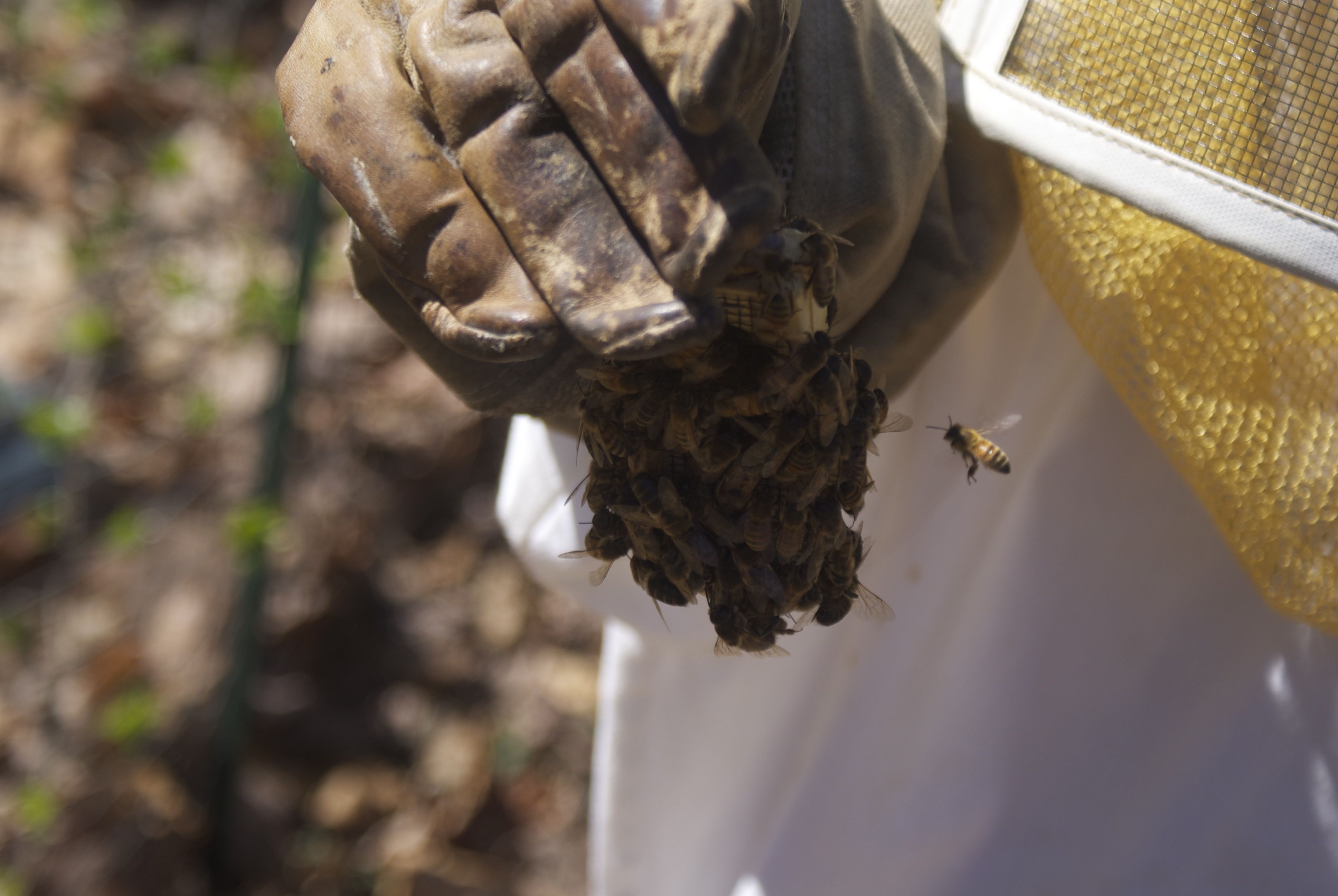 Beekeeping Queen Honeybee