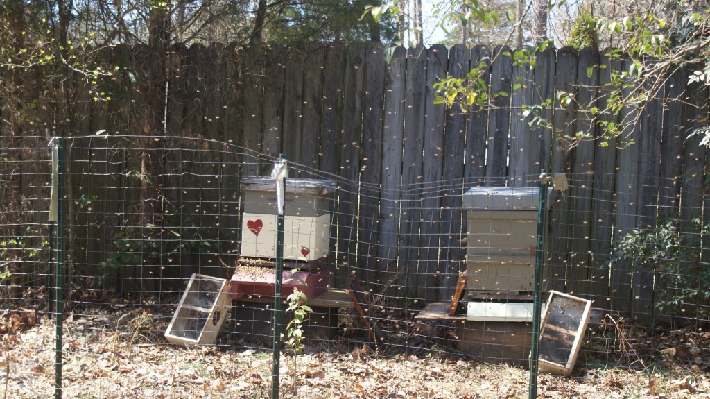 Two Bee Hives