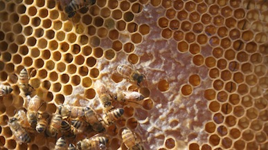 Capped Honey Bee Brood