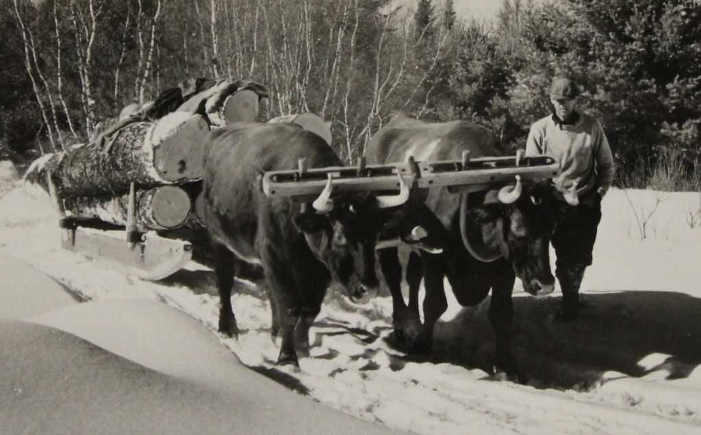Oxen-hauling-salvage-logs_Bridgton-Maine