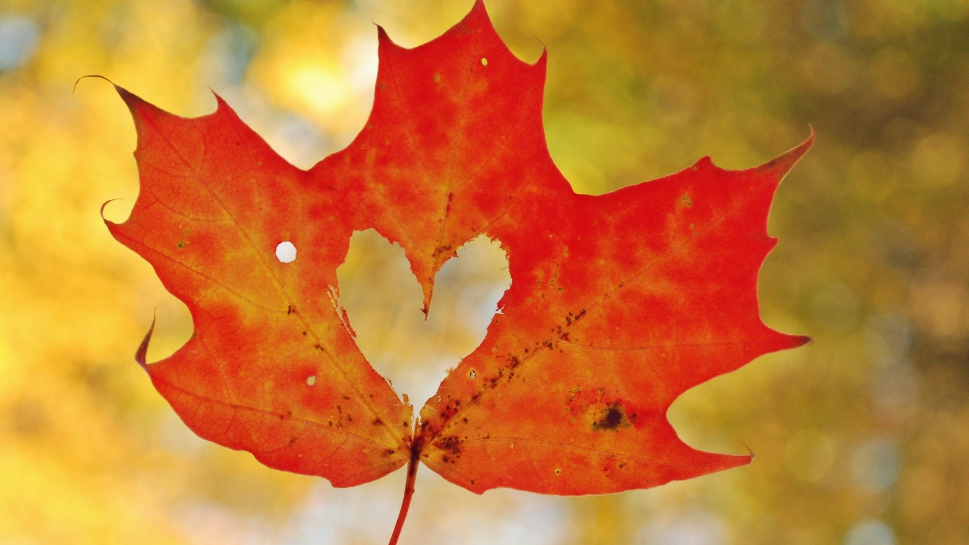 fall maple leafs