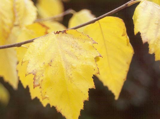 river-birch-fall-leaves