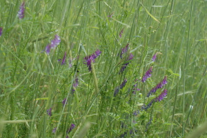 Hairy vetch likes to climb and winter rye makes the perfect support structure for its growth.  The combination of the two offers your garden the soil converting ability of a cereal grain with the superior nitrogen fixing skills of a legume.