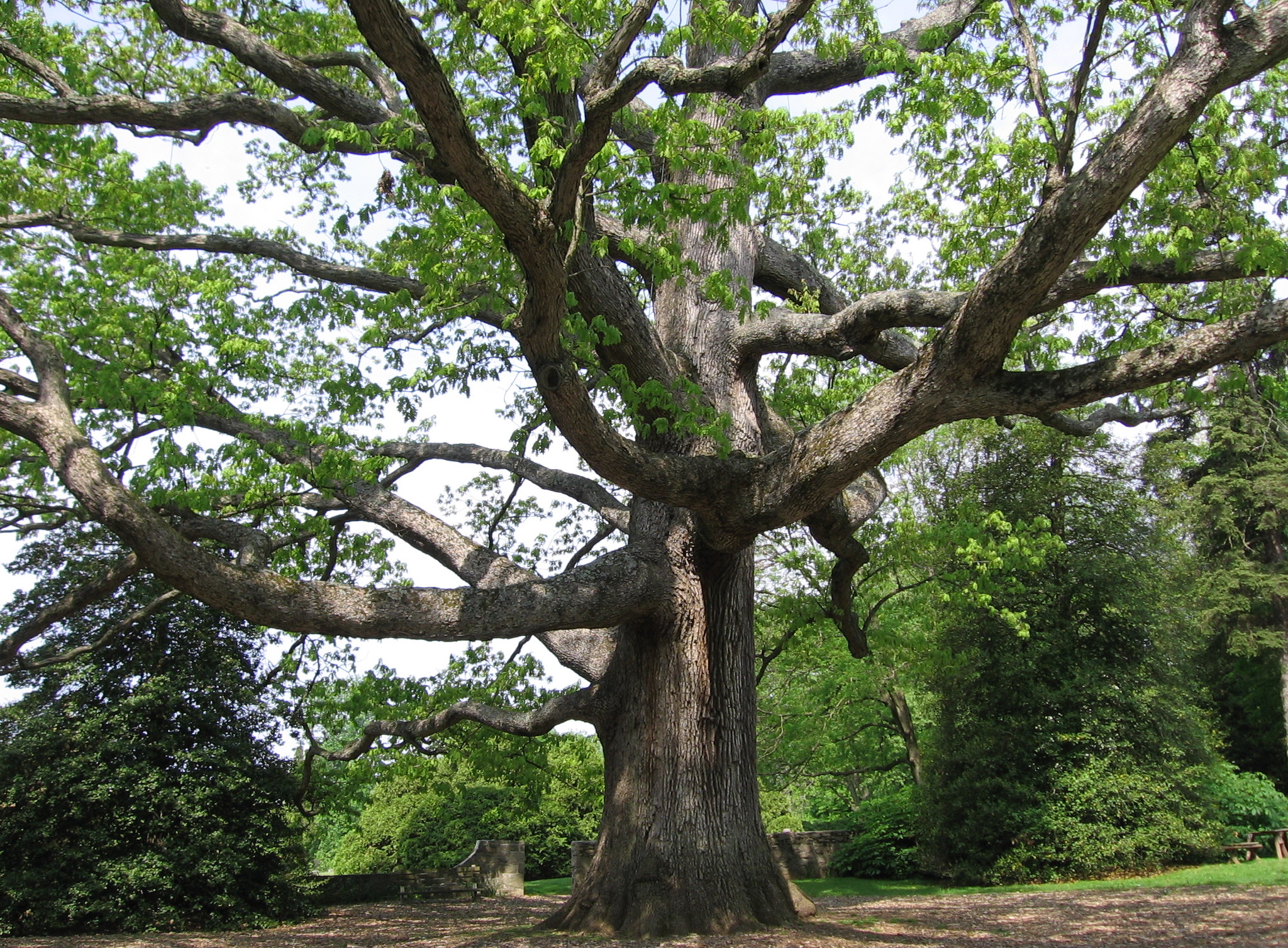 White Oak Tree History - Printable Online