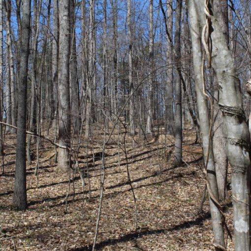 forest's sequester carbon