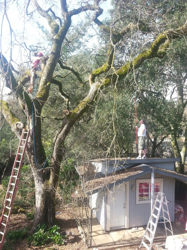 maintenance-prune-valley-oak