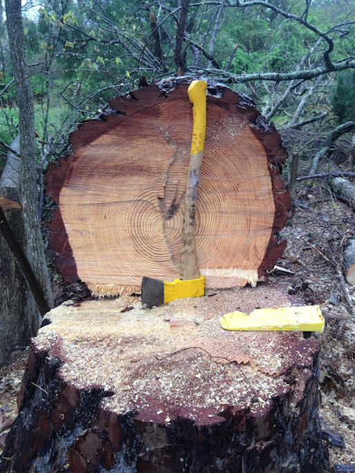 Timber Harvest Axe Felled Tree