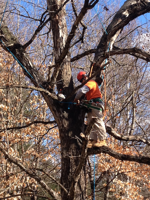 Certified Arborist Climb and Piece Tree Pruning